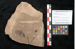 Foto (Objekt + Etikett) von Cinnamomum polymorphum Braun (NHMW-GEO-2024-0188-11401)
